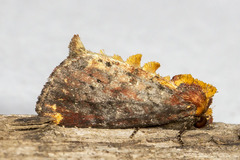 Achatodes zeae