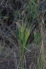 Cyperus textilis