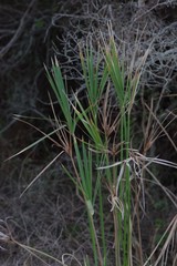 Cyperus textilis