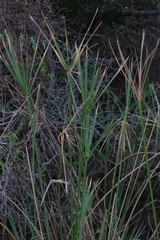 Cyperus textilis