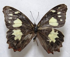 Oxeoschistus tauropolis tauropolis