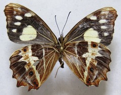 Oxeoschistus tauropolis tauropolis