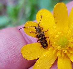 Ochraethes viridiventris