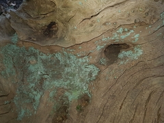 Fungi