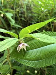 Cyclocodon lancifolius