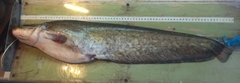 Silurus glanis