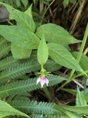 Cyclocodon lancifolius