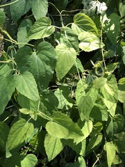 Codonopsis javanica japonica