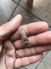 Hesperophanes sericeus