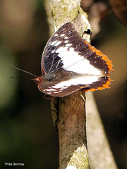 Charaxes protoclea protoclea