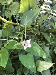 Codonopsis javanica japonica