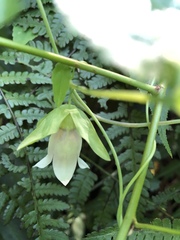 Codonopsis javanica japonica