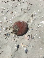 Aplidium stellatum