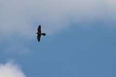 Falco tinnunculus tinnunculus