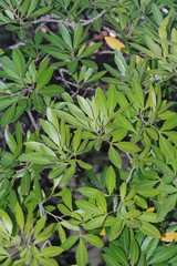 Allophylus natalensis