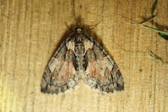 Hydriomena perfracta