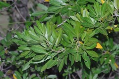 Allophylus natalensis