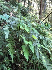 Codonopsis javanica japonica