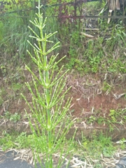 Equisetum diffusum