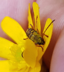 Ochraethes viridiventris