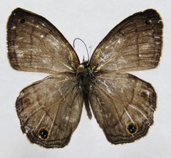 Cissia pompilia