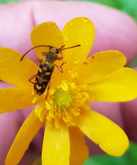 Ochraethes viridiventris