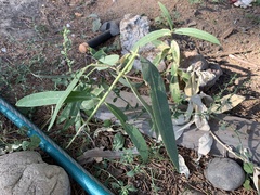 Asclepias speciosa