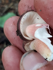 Russula queletii