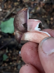 Russula queletii