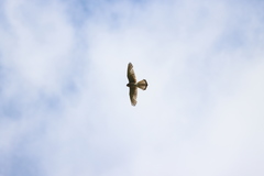 Falco tinnunculus tinnunculus