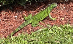 Iguana iguana
