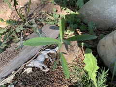 Asclepias speciosa