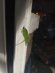 Stilpnochlora nanna
