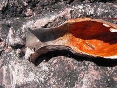 Heliamphora nutans