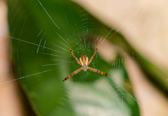 Argiope perforata