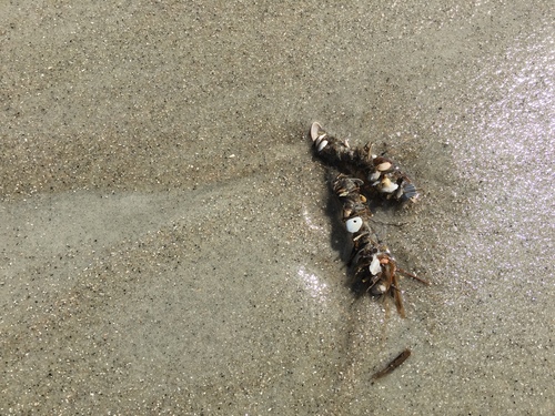 Diopatra cuprea