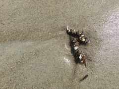 Diopatra cuprea