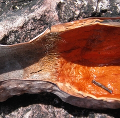 Heliamphora nutans