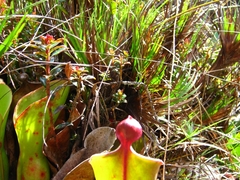 Heliamphora nutans