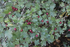 Crataegus dipyrena
