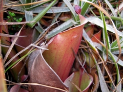 Heliamphora nutans