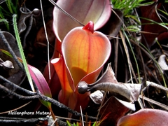 Heliamphora nutans