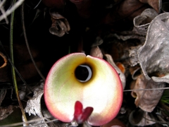 Heliamphora nutans