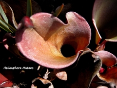 Heliamphora nutans