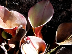 Heliamphora nutans