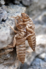 Ophiogomphus colubrinus