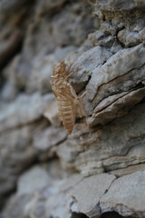 Ophiogomphus colubrinus