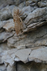 Ophiogomphus colubrinus