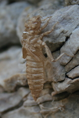 Ophiogomphus colubrinus
