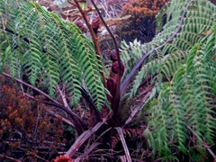 Cyathea caracasana